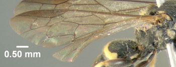 Media type: image;   Entomology 603053 Aspect: front wing